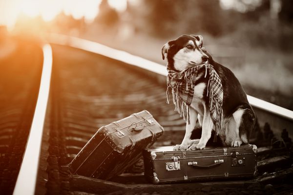 سگ روی ریل با چمدان سگ به دنبال خانه می گردد سگ منتظر صاحبش است سگ گم شده مخلوط در جاده سگ روی ریل سگ با چمدان سگ اصیل در جاده نیست رهگذر