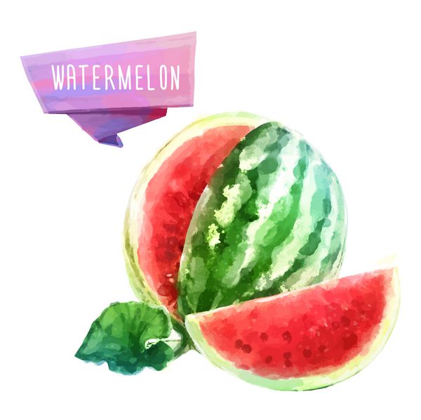 وکتور نقاشی با آبرنگ هندوانه میوه ای در پس زمینه سفید