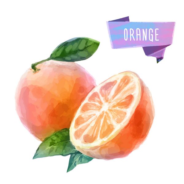 وکتور نقاشی با آبرنگ با رنگ میوه نارنجی در زمینه سفید