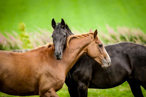 دو اسب در آغوش دوستی