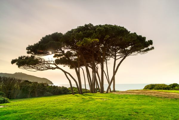 گروه درخت کاج دریایی در نزدیکی دریا و ساحل در غروب آفتاب آتی مارمما پیومبینو توسکانی ایتالیا قرارگیری طولانی مدت در معرض بیماری