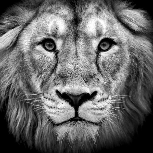 پرتره نزدیک سیاه و سفید از یک شیر آسیایی پادشاه جانوران زیبایی وحشی بزرگترین گربه خطرناک ترین و قدرتمندترین شکارچی جهان