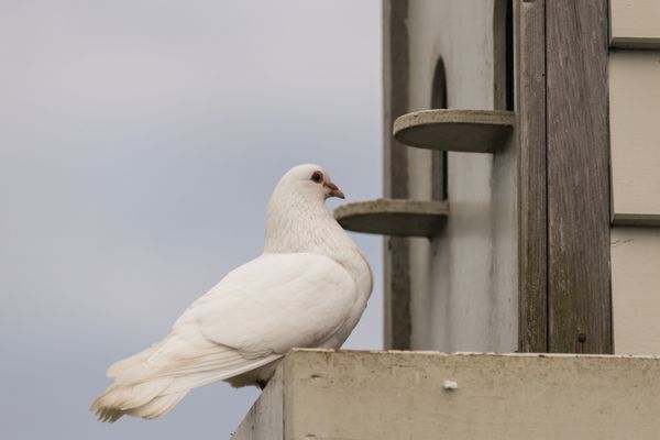کبوتر سفید نشسته در کبوترخانه