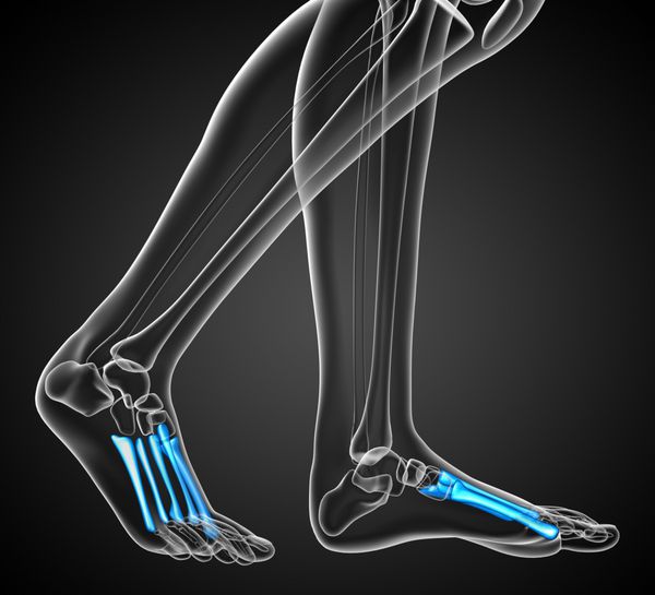 تصویر پزشکی رندر سه بعدی از استخوان های متاتارس - نمای جلو