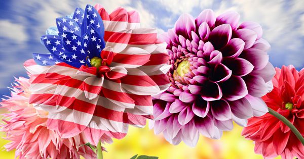 پرچم ایالات متحده آمریکا در میان گل های کوکب