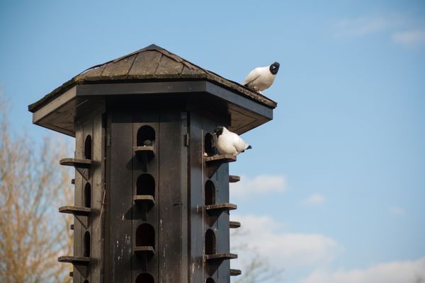 خانه کبوتر در بهار لانه سازی حیات وحش و زندگی در باغ وحش