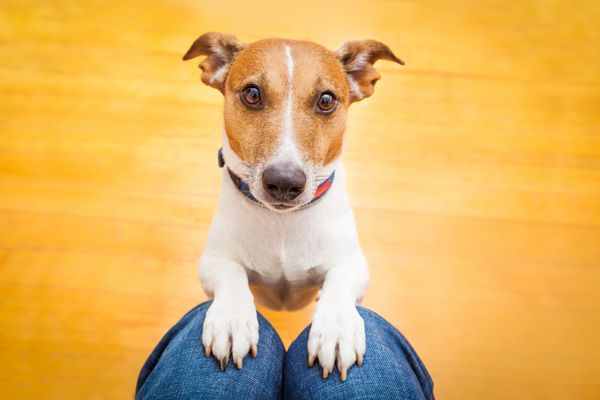 سگ جک راسل آماده برای پیاده روی با صاحب یا گرسنه گدایی روی دامن در داخل خانه خود