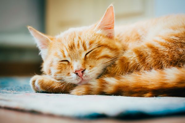 بچه گربه نر رنگی نارنجی خمیده روی زمین خوابیده است