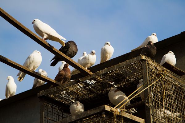 کبوترهای سیاه و سفید کبوترخانه روی پشت بام