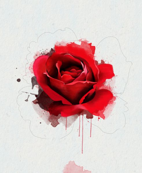 تصویر آبرنگ یک گل رز قرمز جدا شده در پس زمینه سفید با عناصر طرح