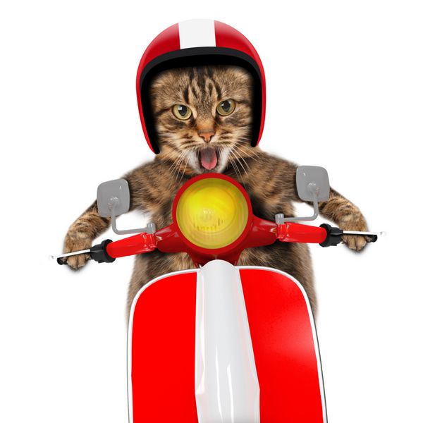 گربه بامزه راندن موتور سیکلت
