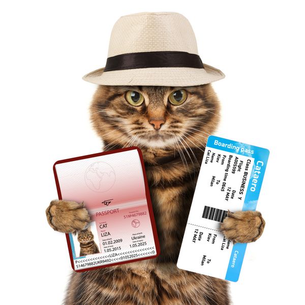 گربه خنده دار با پاسپورت و بلیط هواپیما جدا شده در پس زمینه سفید