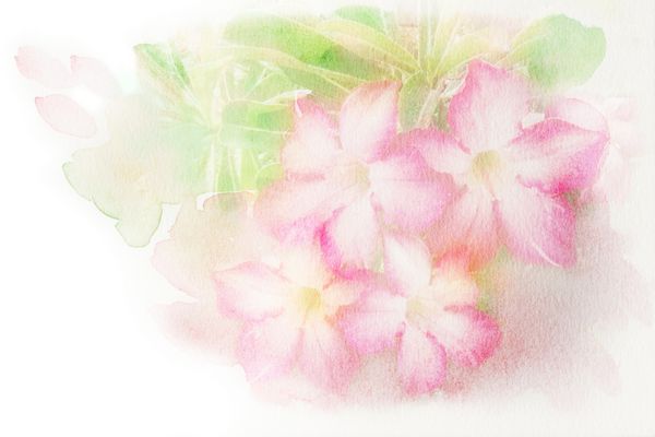 تصویر آبرنگ انتزاعی از گل صورتی شکوفه رز صحرا نیلوفر ایمپالا آزالیا ساختگی نقاشی آبرنگ روی کاغذ تصویر آبرنگ گل