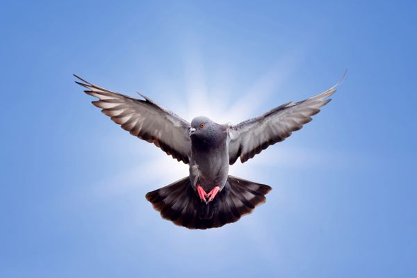 کبوتر پرنده با پس زمینه زیبای نور خورشید