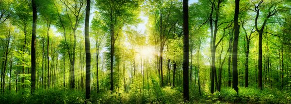 منظره ای از جنگلی خوش منظر از درختان برگریز تازه سبز با خورشید که پرتوهای نور خود را از میان شاخ و برگ می تاباند