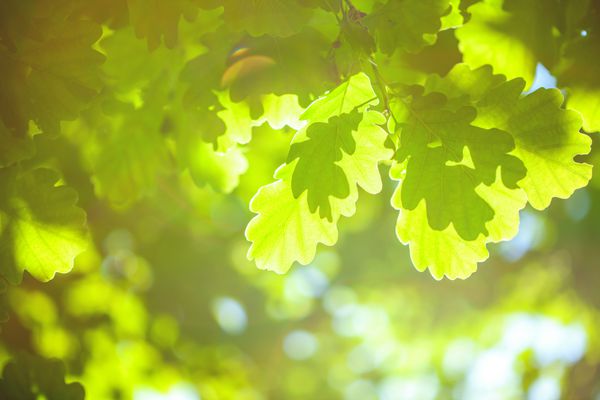 برگ های سبز بلوط با نور خورشید تصویر ماکرو