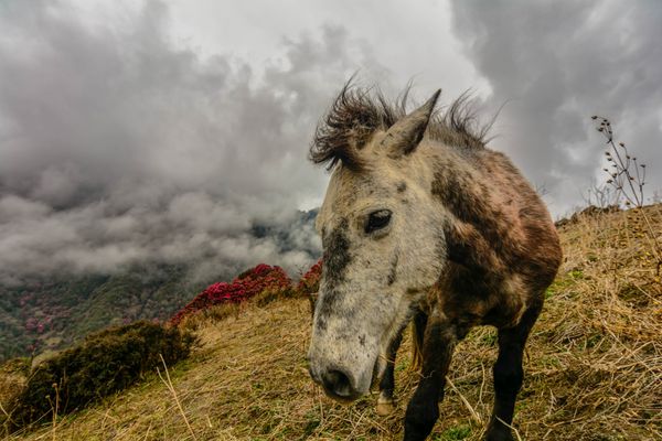 اسب های وحشی در هیمالیا نپال