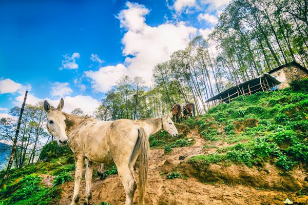 اسب های وحشی در هیمالیا نپال