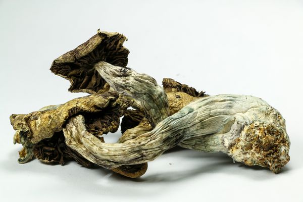 قارچ جادویی 5 قارچ psilocybin همچنین به عنوان قارچ جادویی شناخته می شود یک داروی روانگردان که باعث ایجاد توهم می شود و برای هزاران سال توسط انسان استفاده می شود