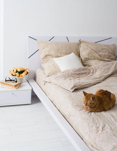 فضای داخلی اتاق خواب سفید روشن گربه نشسته روی تخت با کتانی بژ گل روی میز کنار تخت نمای نزدیک