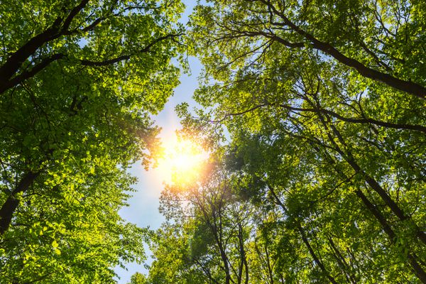 سایبان جنگل با تابش نور خورشید