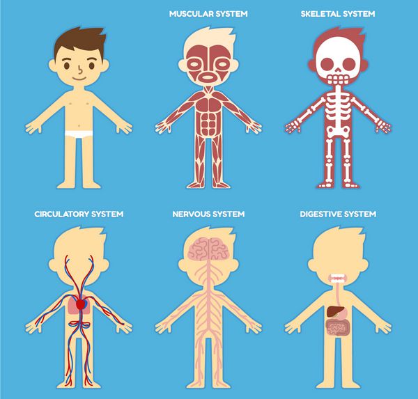 بدن من نمودار آناتومی آموزشی اندام بدن برای کودکان کارتون زیبا پسر کوچک و سیستم های بدنی او
