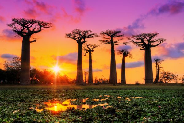درختان زیبای بائوباب در غروب آفتاب در خیابان بائوباب در ماداگاسکار