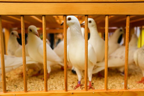 کبوترهای سفید در یک روز آفتابی در قفس چوبی