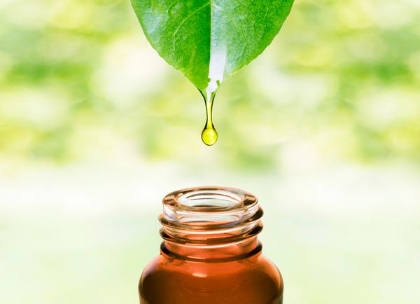 عصاره گیاهی داروهای جایگزین سلامت مراقبت از پوست اسانس یا آب از برگ تازه به بطری می چکید