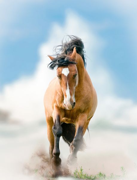اسب نر وحشی با چلپ چلوپ موج در پس زمینه