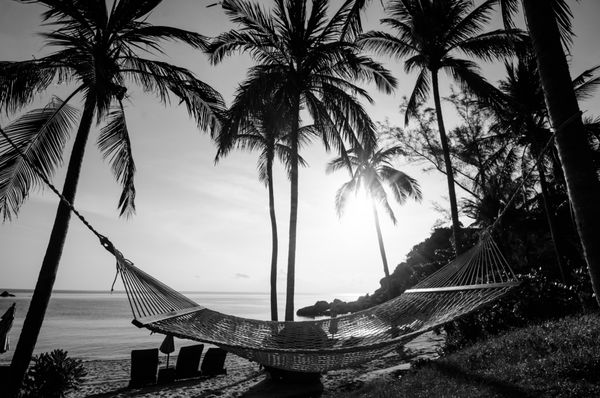 زمان استراحت با شبح زنبور و نارگیل در ساحل هنگام غروب آفتاب در جزیره سامویی تایلند با رنگ سیاه و سفید