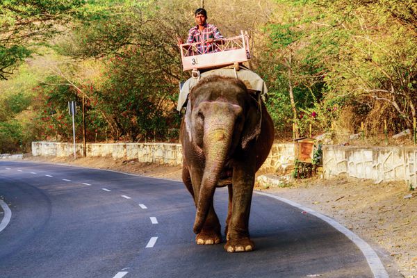 فیل و فیلبان هندی