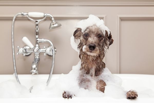 یک سگ نژاد کوچک نژاد تریر با حمام حبابی و پنجه هایش روی لبه وان حمام می کند