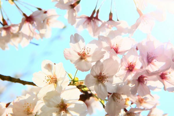 شکوفه گیلاس روشن بهاری
