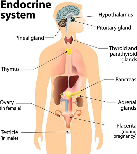 سیستم غدد درون ریز آناتومی انسان شبح انسان با اندام های داخلی برجسته