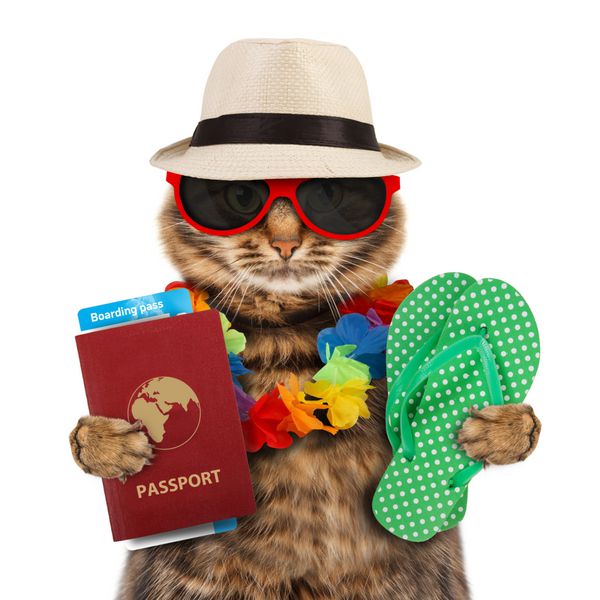 گربه خنده دار با پاسپورت و بلیط هواپیما جدا شده در پس زمینه سفید