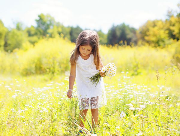 کودک دختر کوچک در چمنزار در حال چیدن گل بابونه در روز آفتابی تابستان
