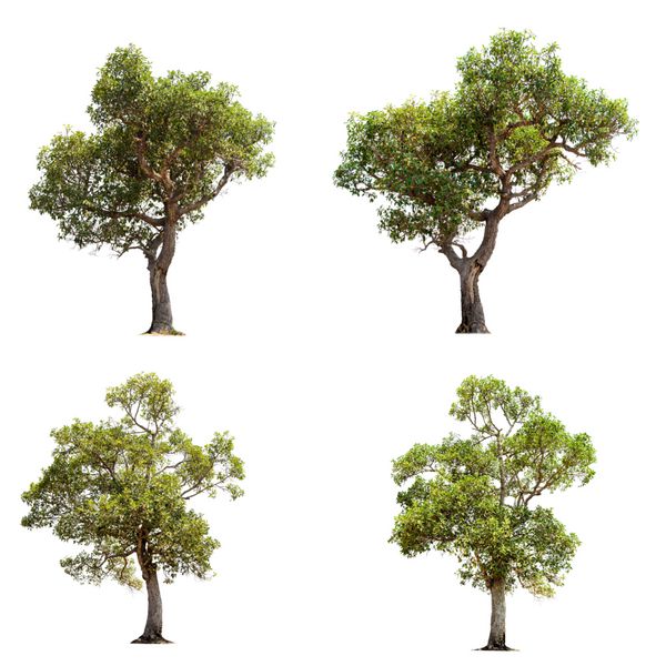چهار درخت جدا شده در پس زمینه سفید
