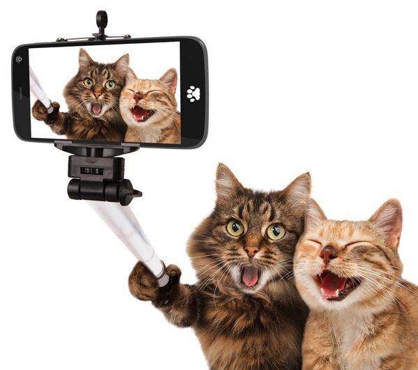 گربه های خنده دار - تصویر خود چسب سلفی در دستش زن و شوهر گربه در حال گرفتن عکس سلفی به همراه دوربین گوشی هوشمند