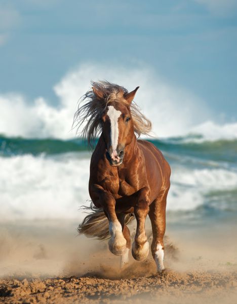 اسب شاه بلوط وحشی در حال تاختن در کنار دریا