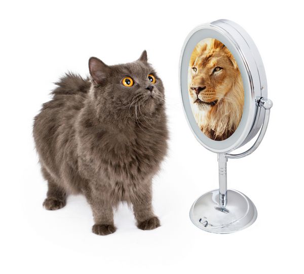 تصویر مفهومی گربه ای که در آینه نگاه می کند و بازتابی از یک شیر بزرگ را می بیند