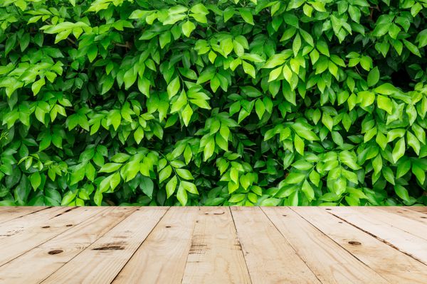 برگ سبز با قطره آب و میز چوبی