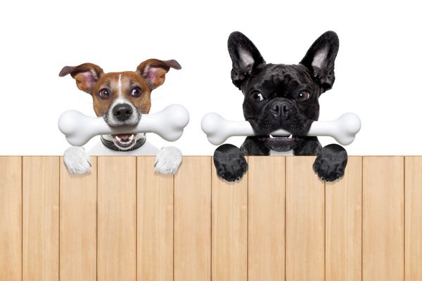 دو تا سگ گرسنه و حسود در کنار هم پشت یک بنر یا دیوار خالی جدا شده در زمینه سفید حسادت در هوا