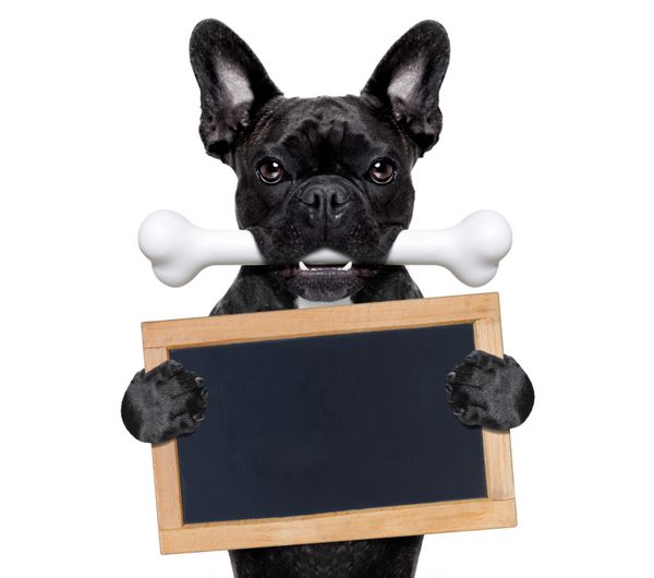 سگ بولداگ فرانسوی گرسنه با استخوان بزرگی در دهان تخته سیاه یا پلاکارد خالی در دست دارد جدا شده در پس زمینه سفید