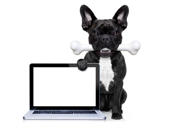 سگ بولداگ فرانسوی گرسنه با استخوان بزرگ در دهان پشت صفحه خالی یا صفحه لپ تاپ رایانه شخصی جدا شده در زمینه سفید