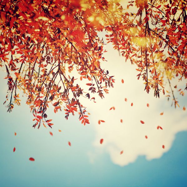 پس زمینه زیبای پرنعمت پاییز حاشیه درخت پاییزی با افتادن برگ های قدیمی بر فراز آسمان ابری آبی پس زمینه طبیعی انتزاعی طبیعت در پاییز