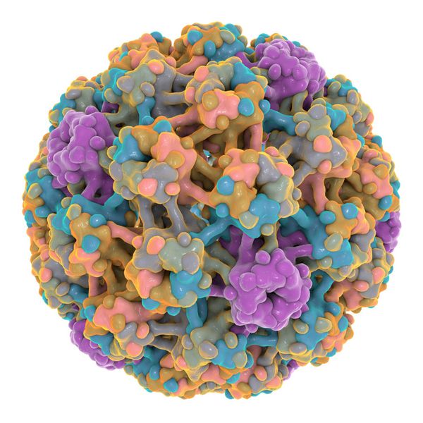ویروس پاپیلومای انسانی نوع 16 جدا شده روی زمینه سفید hpv که باعث سرطان دهانه رحم می شود یک مدل با استفاده از داده های ساختار ماکرومولکولی ویروسی از بانک داده های پروتئین ساخته شده است pdb 3j6r