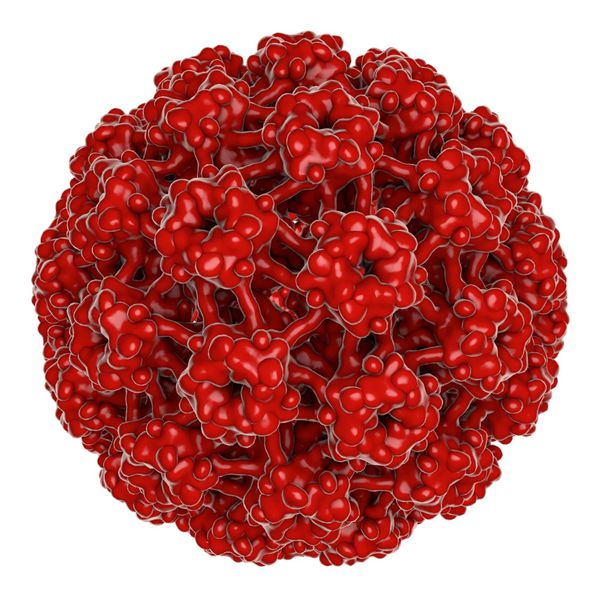ویروس پاپیلومای انسانی نوع 16 جدا شده روی زمینه سفید hpv که باعث سرطان دهانه رحم می شود یک مدل با استفاده از داده های ساختار ماکرومولکولی ویروسی از بانک داده های پروتئین ساخته شده است pdb 3j6r