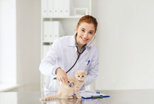 دارو حیوان خانگی حیوانات مراقبت های بهداشتی و مفهوم مردم - دکتر دامپزشک خوشحال با گوشی پزشکی در حال بررسی بچه گربه چین دار اسکاتلندی در کلینیک دامپزشکی