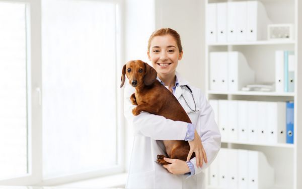 دارو حیوان خانگی حیوانات مراقبت های بهداشتی و مفهوم مردم - دامپزشک شاد یا نگه داشتن سگ داشوند در کلینیک دامپزشکی